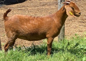 1X OOI/EWE FLOCK ALBIE HORN EN LOUWAN HORN