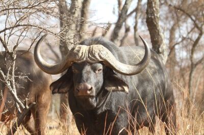 LOT 42 1x BUFFEL BUL/BUFFALO BULL