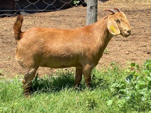 1X OOI/EWE FLOCK ALBIE HORN EN LOUWAN HORN