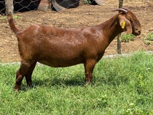 1X OOI/EWE FLOCK ALBIE HORN EN LOUWAN HORN