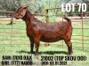 1X OOI/EWE FLOCK PREGNANT Dhidejak Stoet