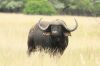 LOT 42 1x BUFFEL BUL/BUFFALO BULL - 2