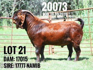 1X RAM STUD Dhidejak Stoet