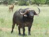 LOT 43 1x BUFFEL BUL/BUFFALO BULL