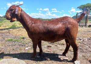 1X OOI/EWE FLOCK NICMAR LANDGOED