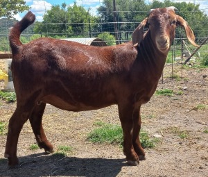 1X OOI/EWE FLOCK NICMAR LANDGOED