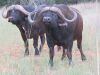 LOT 44 1x BUFFEL BUL/BUFFALO BULL