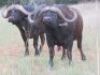 LOT 44&nbsp;1x BUFFEL BUL/BUFFALO BULL