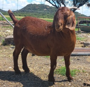 1X OOI/EWE FLOCK NICMAR LANDGOED