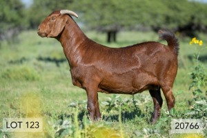 1X OOI/EWE STUD PREGNANT DIAMANTVELD REDS