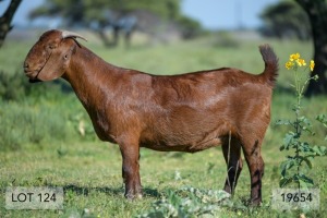 1X OOI/EWE FLOCK DIAMANTVELD REDS