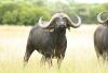 LOT 45 1x BUFFEL BUL/BUFFALO BULL