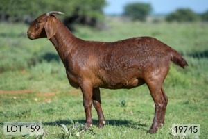 1X OOI/EWE STUD PREGNANT DIAMANTVELD REDS