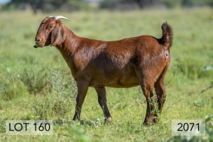 1X OOI/EWE STUD PREGNANT DIAMANTVELD REDS