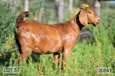 1X OOI/EWE STUD PREGNANT DIAMANTVELD REDS