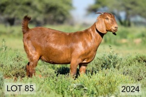 1X OOI/EWE FLOCK DIAMANTVELD REDS