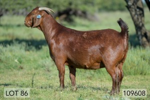 1X OOI/EWE STUD PREGNANT DIAMANTVELD REDS