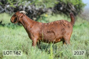 1X OOI/EWE FLOCK PREGNANT DIAMANTVELD REDS