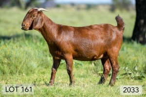 1X OOI/EWE STUD PREGNANT DIAMANTVELD REDS