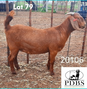 1X OOI/EWE FLOCK PREGNANT Poen de Bruyn Stoet