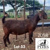 1X OOI/EWE STUD PREGNANT Poen de Bruyn Stoet