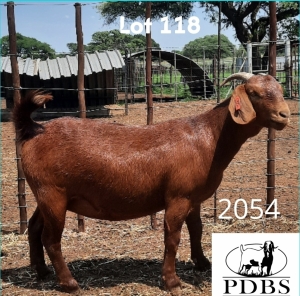 1X OOI/EWE FLOCK PREGNANT Poen de Bruyn Stoet