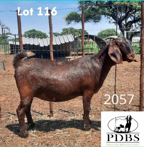 1X OOI/EWE STUD PREGNANT Poen de Bruyn Stoet