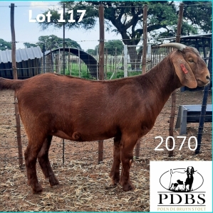 1X OOI/EWE FLOCK Poen de Bruyn Stoet