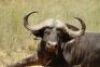 LOT 47&nbsp;1x BUFFEL BUL/BUFFALO BULL
