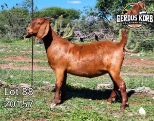 1X Ooi/Ewe FLOCK PREGNANT Gerdus Korb Kalahari Reds