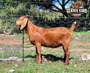 1X Ooi/Ewe FLOCK PREGNANT Gerdus Korb Kalahari Reds