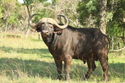 LOT 48 1x BUFFEL BUL/BUFFALO BULL