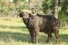 LOT 48&nbsp;1x BUFFEL BUL/BUFFALO BULL