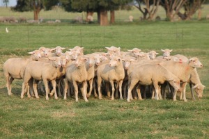 5X EWE SAVM FLOCK / COMM CARMIA WILLE (Pay per animal to take all in lot)