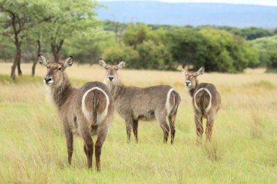 LOT 49 3+1x WATERBOK KOEIE/WATERBUCK COWS (PER STUK OM LOT TE NEEM/PER PIECE TO TAKE THE LOT)