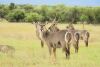 LOT 49 3+1x WATERBOK KOEIE/WATERBUCK COWS (PER STUK OM LOT TE NEEM/PER PIECE TO TAKE THE LOT) - 2