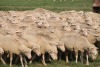 5X EWE SAVM FLOCK / COMM CARMIA WILLE (Pay per animal to take all in lot)