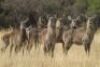LOT 49 3+1x WATERBOK KOEIE/WATERBUCK COWS (PER STUK OM LOT TE NEEM/PER PIECE TO TAKE THE LOT) - 3