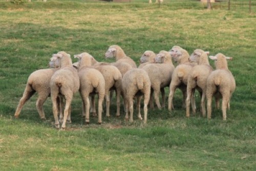 5X EWE SAVM FLOCK / COMM CARMIA WILLE (Pay per animal to take all in lot)