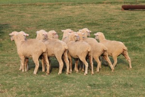 2X EWE SAVM FLOCK / COMM CARMIA WILLE (Pay per animal to take all in lot)