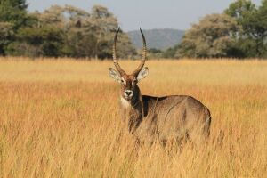 LOT 51 1x WATERBOK BUL/WATERBUCK BULL