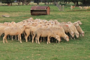 5X EWE SAVM FLOCK / COMM CARMIA WILLE (Pay per animal to take all in lot)