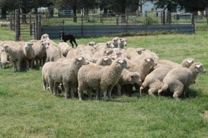 10X EWE SAVM FLOCK / COMM CARMIA WILLE (Pay per animal to take all in lot)