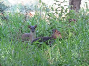 LOT 52 2x BLOU DUIKER PAAR/BLUE DUIKER PAIR (PER STUK OM LOT TE NEEM/PER PIECE TO TAKE THE LOT) PHOTO IS EXAMPLE OF SPECIE