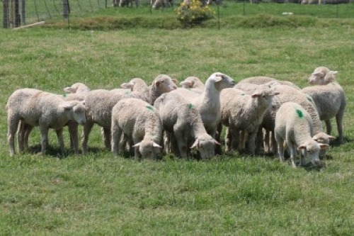 10X EWE SAVM FLOCK / COMM CARMIA WILLE (Pay per animal to take all in lot)