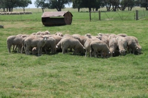 10X HAMMEL SAVM CARMIA WILLE (Pay per animal to take all in lot)
