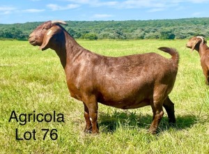 1X Ooi/Ewe FLOCK PREGNANT Agricola