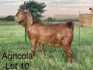 1X Ram PS Agricola