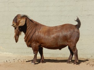 1X RAM STUD FIELIE DU TOIT