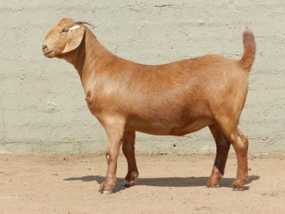 ONTTREK 1X OOI/EWE FLOCK FIELIE DU TOIT